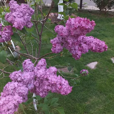 Σπίτι διακοπών градина