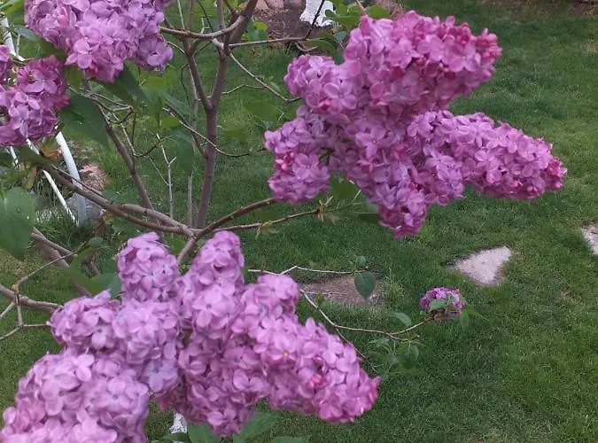 Дом отдыха градина