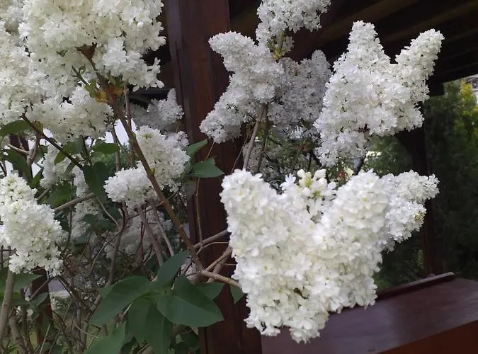 градина Дом отдыха Ахелой